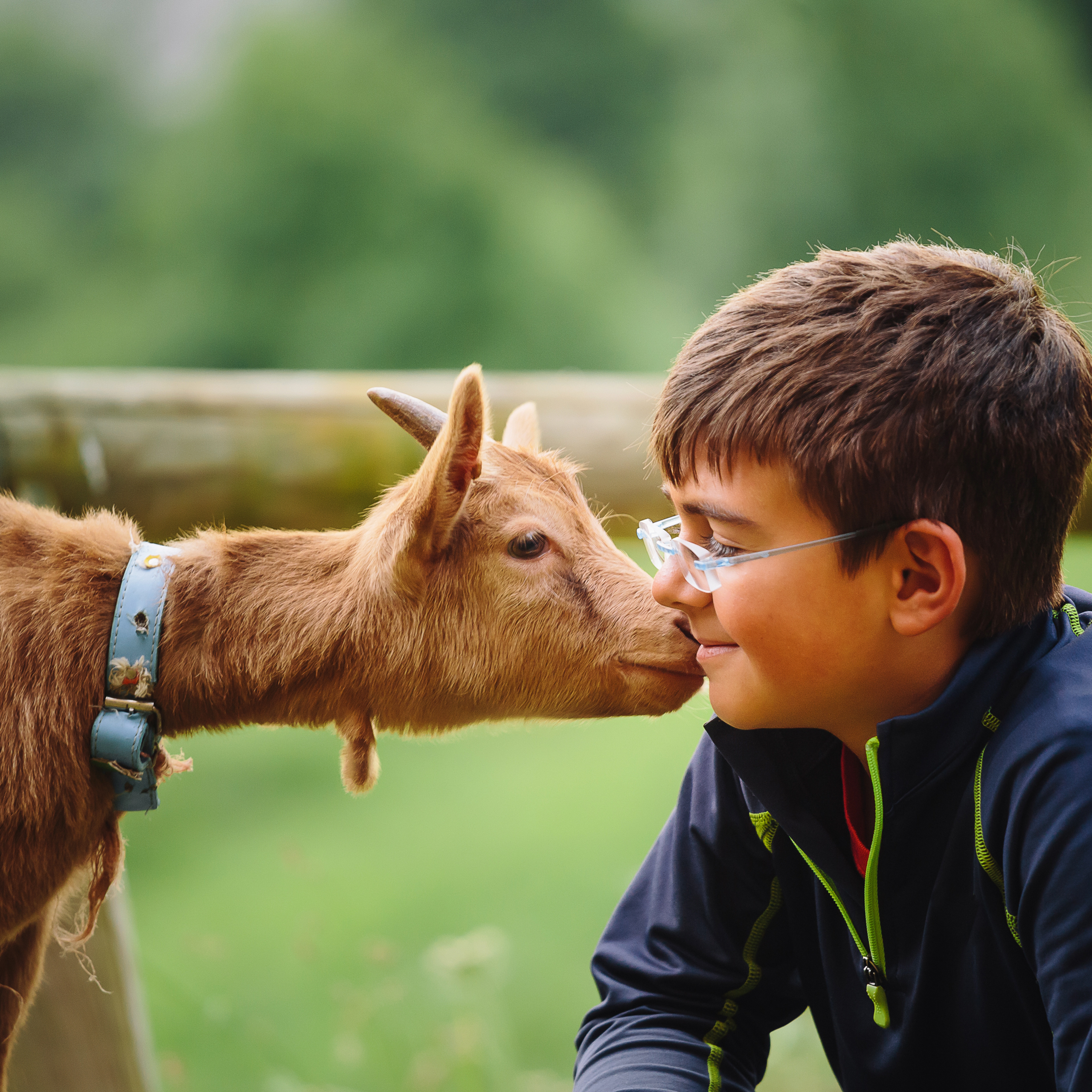 Mini Livestock
